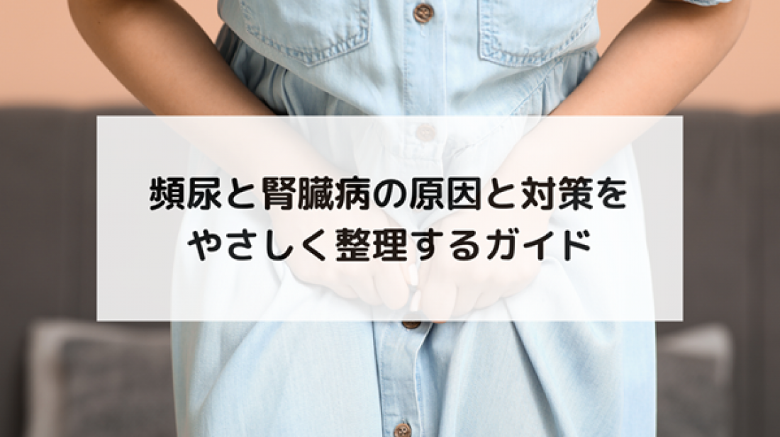 【腎臓ブログ】頻尿と腎臓病の関係性は?不調の原因と対策をわかりやすく解説
