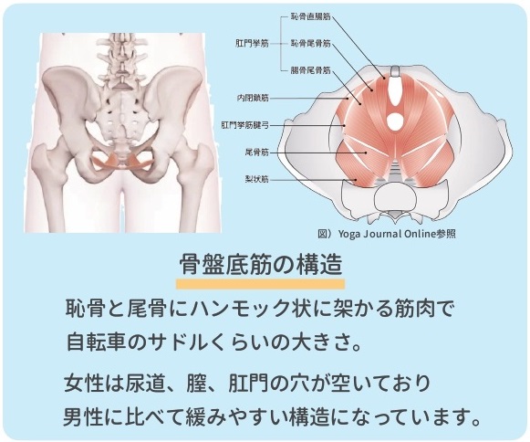 骨盤底筋トレーニング