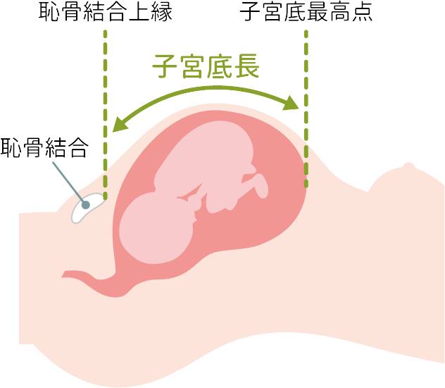 子宮底長とは