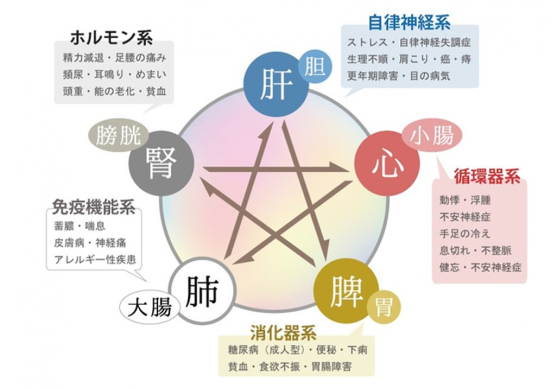 中医学の「五臓」